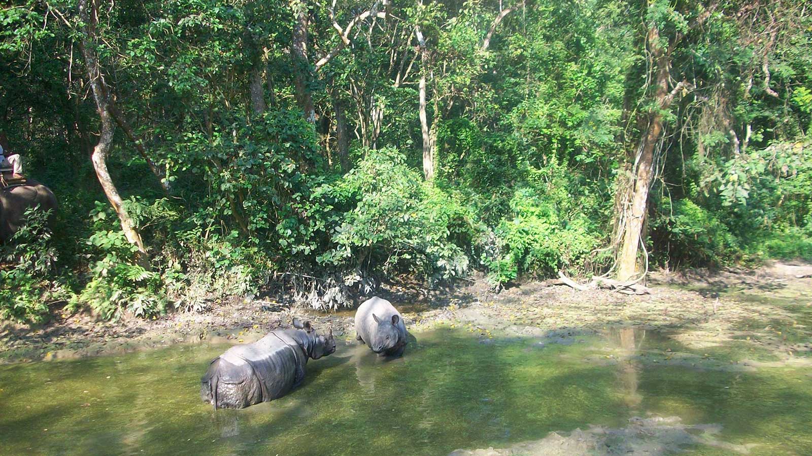 chitwan-jungle-safari