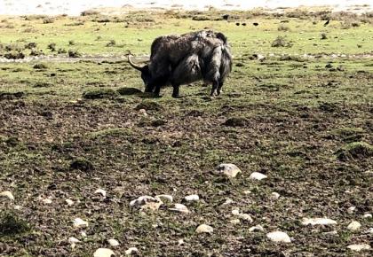 langtang yak