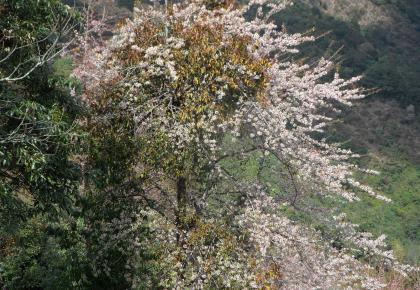 trekking-region-nepal