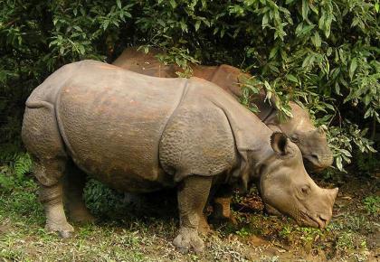 wildlife-safari-in-nepal